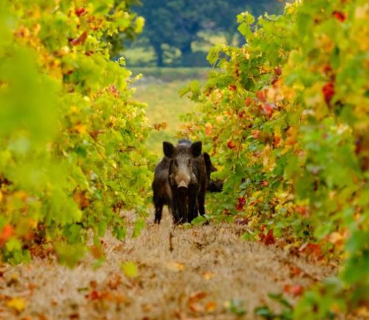 Dissuasori a ultrasuoni per ungulati dissuasori per ungulati