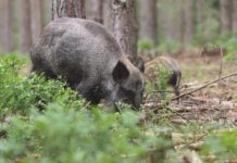 Censimento dei cinghiali Censimento di cinghiali