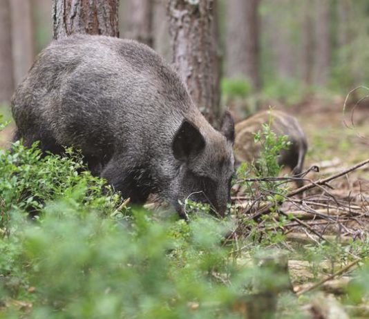 Censimento dei cinghiali Censimento di cinghiali