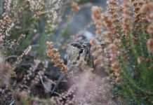 Caccia alla beccaccia: tempi e modi diversi da Paese a Paese caccia alla beccaccia
