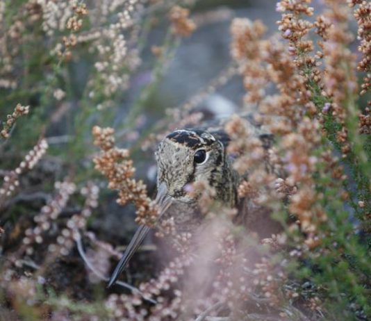 Caccia alla beccaccia: tempi e modi diversi da Paese a Paese caccia alla beccaccia