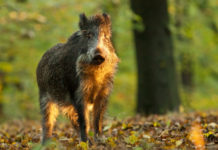 Caccia al cinghiale, la novità di Federcaccia caccia al cinghiale, cinghiale nel bosco al tramonto