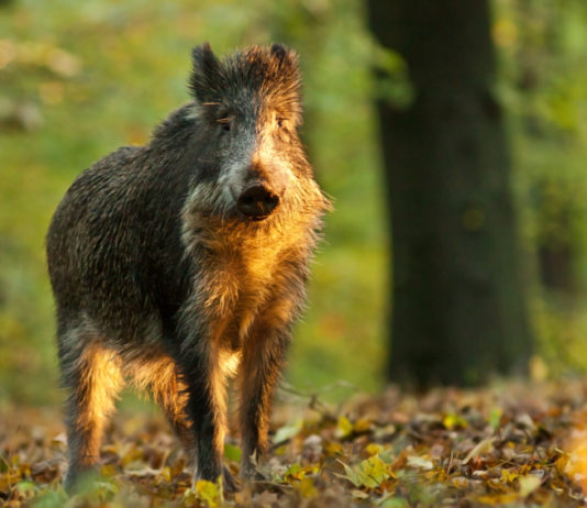 Caccia al cinghiale, la novità di Federcaccia caccia al cinghiale, cinghiale nel bosco al tramonto