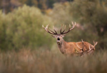 Cacciare a Palla settembre 2019 in edicola dal 14 agosto Cacciare a Palla settembre 2019