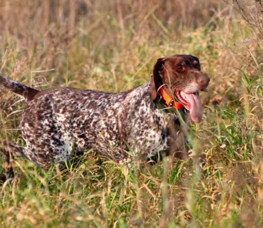 Collari acustici per cani, Federcaccia scrive a governo Collari acustici per cani: pointer