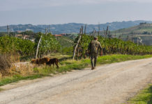 Competenze regionali sulla caccia: la sentenza del Tar del Piemonte Competenze regionali sulla caccia: cacciatore di spalle vicino vigna con due cani