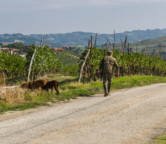 Competenze regionali sulla caccia: la sentenza del Tar del Piemonte Competenze regionali sulla caccia: cacciatore di spalle vicino vigna con due cani