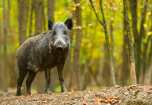 Contenimento del cinghiale: proposta nazionale dal Friuli Venezia Giulia Contenimento del cinghiale