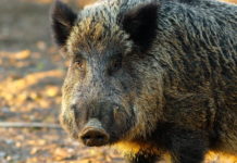 Controllo del cinghiale in Trentino, ecco le novità Controllo del cinghiale in Trentino