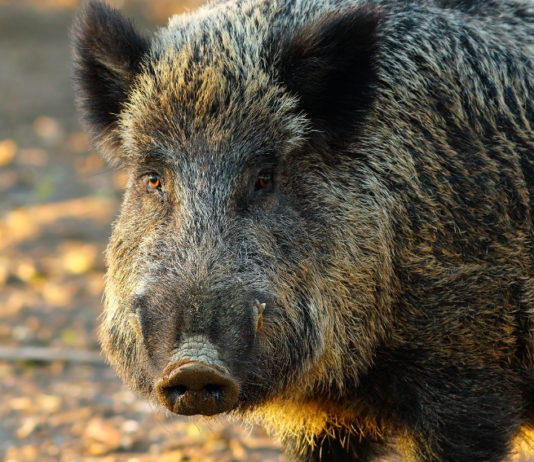Controllo del cinghiale in Trentino, ecco le novità Controllo del cinghiale in Trentino