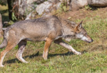 Gestione del lupo in Veneto, Berlato presenta ddl Gestione del lupo in Veneto, Berlato presenta ddl