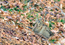 Key concept sulla migratoria, Bruzzone interroga ministro Key concept sulla migratoria: beccaccia tra le foglie
