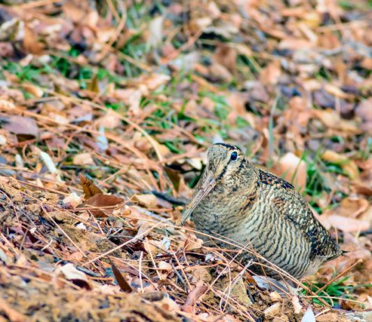 Key concept sulla migratoria, Bruzzone interroga ministro Key concept sulla migratoria: beccaccia tra le foglie