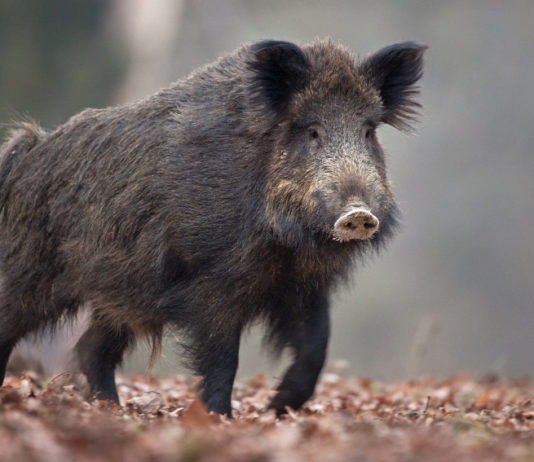 Pd Emilia Romagna presenta risoluzione sulla caccia al cinghiale in braccata Pd Emilia Romagna presenta risoluzione sulla caccia al cinghiale in braccata