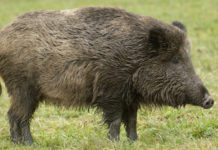 Pompignoli (Lega) sulla caccia in braccata in Emilia Romagna Pompignoli (Lega) sulla caccia in braccata in Emilia Romagna