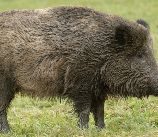 Pompignoli (Lega) sulla caccia in braccata in Emilia Romagna Pompignoli (Lega) sulla caccia in braccata in Emilia Romagna