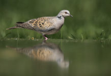 Preapertura della caccia in Toscana, ecco le indicazioni preapertura della caccia in Toscana: tortora si riflette su specchio d'acqua