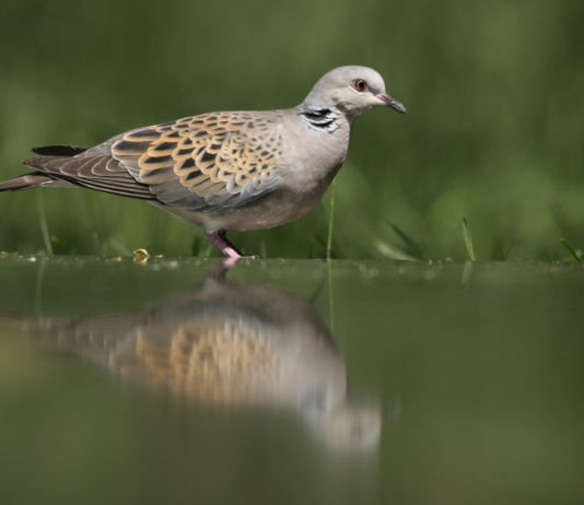 Preapertura della caccia in Toscana, ecco le indicazioni preapertura della caccia in Toscana: tortora si riflette su specchio d'acqua