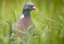 Preapertura della caccia nelle Marche, la Regione interviene colombo in un prato: preapertura della caccia nelle Marche