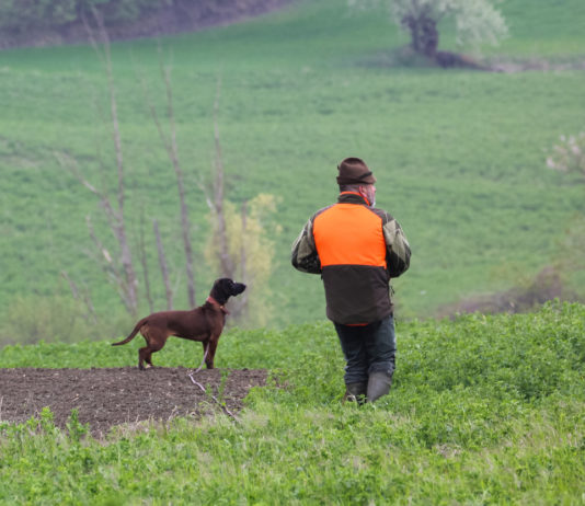 Prova di lavoro per cani da traccia nel fine settimana Prova di lavoro per cani da traccia