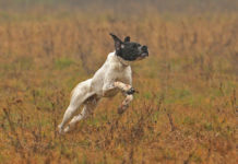 Sentieri di Caccia settembre 2019 in edicola dal 28 agosto