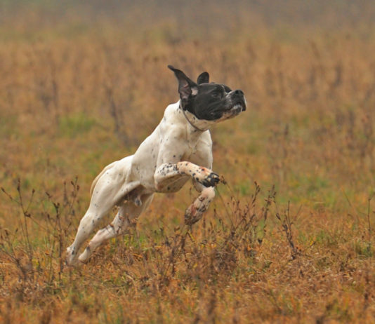 Sentieri di Caccia settembre 2019 in edicola dal 28 agosto