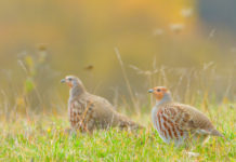 Sospesa la preapertura della caccia nelle Marche sospesa la preapertura della caccia nelle Marche: due pernici in un prato d'autunno
