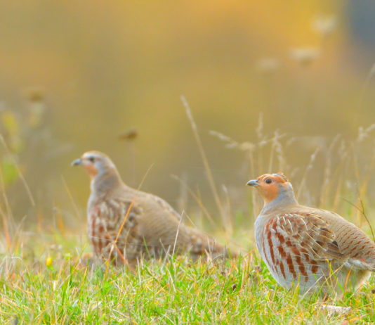 Sospesa la preapertura della caccia nelle Marche sospesa la preapertura della caccia nelle Marche: due pernici in un prato d'autunno