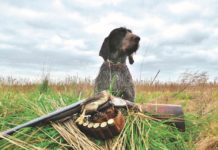Caccia con il cane da ferma caccia con il cane da ferma