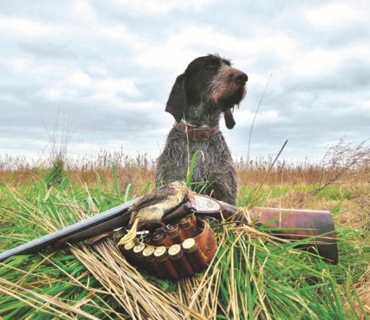Caccia con il cane da ferma caccia con il cane da ferma