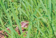 Piccola selvaggina stanziale: dal ripopolamento all’irradiamento