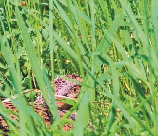 Piccola selvaggina stanziale: dal ripopolamento all’irradiamento