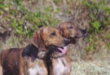 Il segugio maremmano a caccia segugio maremmano