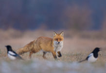 Controllo dei predatori e piccola selvaggina controllo dei predatori e piccola selvaggina