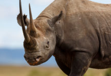 Caccia ai trofei, la decisione del Cites sul rinoceronte nero caccia ai trofei: rinoceronte nero