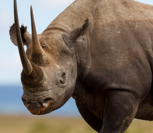 Caccia ai trofei, la decisione del Cites sul rinoceronte nero caccia ai trofei: rinoceronte nero