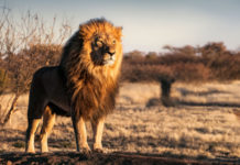 Caccia ai trofei, lettera di 133 scienziati sulle conseguenze del divieto caccia ai trofei, leone nella savana