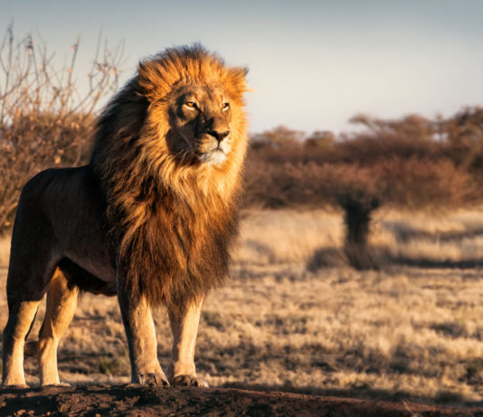 Caccia ai trofei, lettera di 133 scienziati sulle conseguenze del divieto caccia ai trofei, leone nella savana
