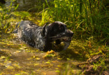 Caccia alla migratoria, l’interrogazione di Berlato sulla mobilità venatoria caccia alla migratoria in Veneto: cane con beccaccia in bocca
