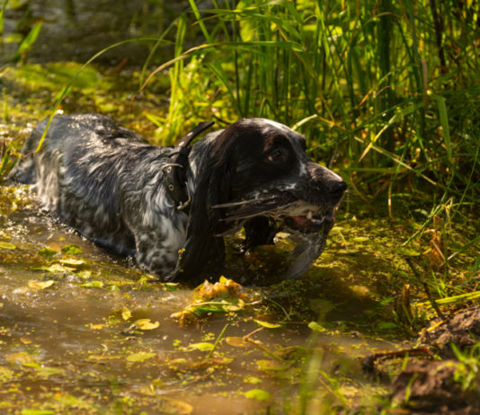 Caccia alla migratoria, l’interrogazione di Berlato sulla mobilità venatoria caccia alla migratoria in Veneto: cane con beccaccia in bocca