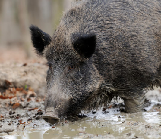 Zone di ripopolamento e cattura in provincia di Chieti, l’ordinanza del Consiglio di Stato Caccia di selezione nelle zone di ripopolamento e cattura,: cinghiale nel fango