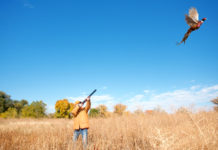 Caccia in Abruzzo: il Tar si è espresso caccia in Abruzzo: cacciatrice spara a fagiano in volo