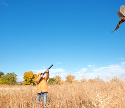 Caccia in Abruzzo: il Tar si è espresso caccia in Abruzzo: cacciatrice spara a fagiano in volo
