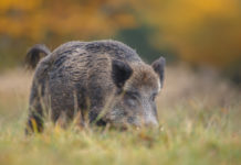 Caccia in braccata come forma di controllo del cinghiale: il consiglio dell’Emilia Romagna impegna la giunta caccia in braccata al cinghiale: cinghiale in un prato