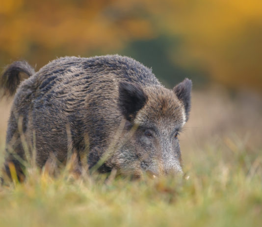 Caccia in braccata come forma di controllo del cinghiale: il consiglio dell’Emilia Romagna impegna la giunta caccia in braccata al cinghiale: cinghiale in un prato