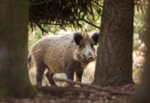 Calendario venatorio della Liguria: in attesa di sviluppi calendario venatorio della Liguria: cinghiale nel bosco