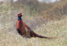 Calendario venatorio dell’Abruzzo: arrivato il parere di Ispra calendario venatorio dell'Abruzzo: fagiano in un prato