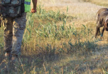 Calendario venatorio dell’Abruzzo: la giunta commenta la decisione del Tar calendario venatorio dell'Abruzzo: cacciatore di spalle con alta visibilità e fucile nella mano sinistra, cane da caccia davanti a lui
