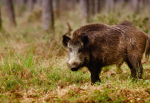 Controllo del cinghiale in Veneto, la sentenza del Consiglio di Stato sul ruolo dei cacciatori Controllo del cinghiale in Veneto