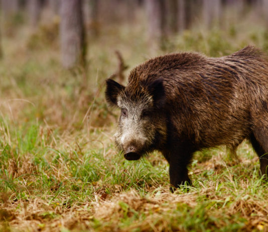 Controllo del cinghiale in Veneto, la sentenza del Consiglio di Stato sul ruolo dei cacciatori Controllo del cinghiale in Veneto